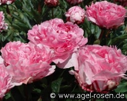 Pietertje Vriend Wagenaar kaufen, clicken für mehr Details Pietertje Vriend Wagenaar