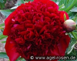 Red Charm kaufen, clicken für mehr Details Red Charm