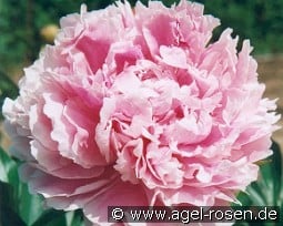 Sarah Bernhardt kaufen, clicken für mehr Details Sarah Bernhardt