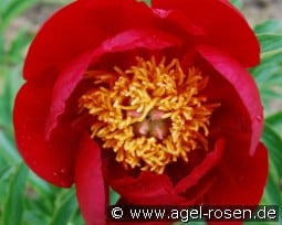 Scarlet o Hara kaufen, clicken für mehr Details Scarlet o Hara