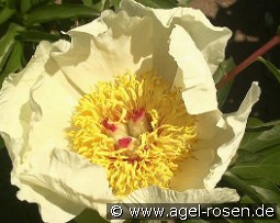 Starlight kaufen, clicken für mehr Details Starlight