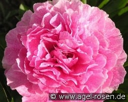 The Fawn kaufen, clicken für mehr Details The Fawn