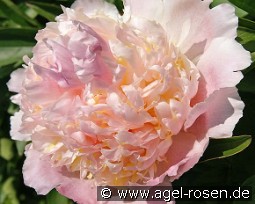 Top Brass kaufen, clicken für mehr Details Top Brass