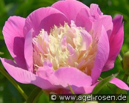 Wladyslawa kaufen, clicken für mehr Details Wladyslawa