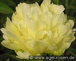 Yokihi kaufen, clicken für mehr Details Yokihi