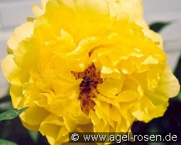 Alhambra kaufen, clicken für mehr Details Alhambra