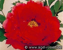 Asahi Minato 4 jhr. kaufen, clicken für mehr Details Asahi Minato 4 jhr.