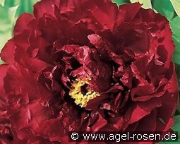 Burgundy Wine kaufen, clicken für mehr Details Burgundy Wine