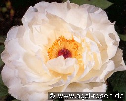 Hakugan 2 jhr. kaufen, clicken für mehr Details Hakugan 2 jhr.