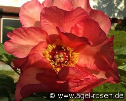 Hesperus kaufen, clicken für mehr Details Hesperus