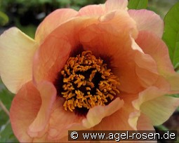 Marchioness kaufen, clicken für mehr Details Marchioness