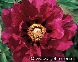 Murad of Hershey Bar kaufen, clicken für mehr Details Murad of Hershey Bar