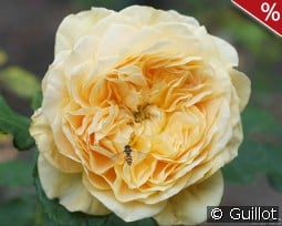 100 Idées Jardin kaufen, clicken für mehr Details 100 Idées Jardin