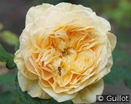 100 Idées Jardin kaufen, clicken für mehr Details 100 Idées Jardin