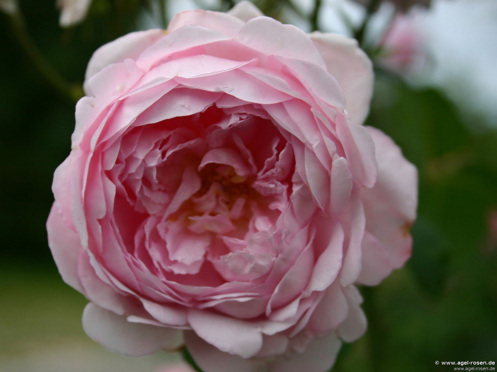 Rose ‘AUSwife‘ (wurzelnackte Rose)