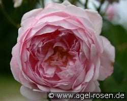 AUSwife Old English Rose kaufen, clicken für mehr Details AUSwife Old English Rose