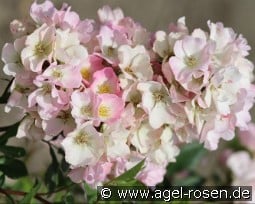 Abellio - Rosy Boom kaufen, clicken für mehr Details Abellio - Rosy Boom