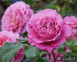 Agnes Schilliger kaufen, clicken für mehr Details Agnes Schilliger