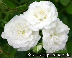 Alba Meidiland kaufen, clicken für mehr Details Alba Meidiland