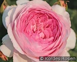 Alexandra - Princesse de Luxembourg kaufen, clicken für mehr Details Alexandra - Princesse de Luxembourg