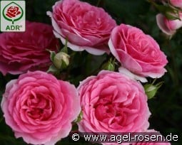 Amica kaufen, clicken für mehr Details Amica