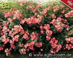 Amstelveen kaufen, clicken für mehr Details Amstelveen