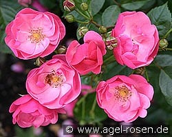 Angela kaufen, clicken für mehr Details Angela