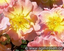 Apricot Meidiland kaufen, clicken für mehr Details Apricot Meidiland