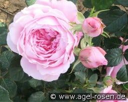 ArMor kaufen, clicken für mehr Details ArMor