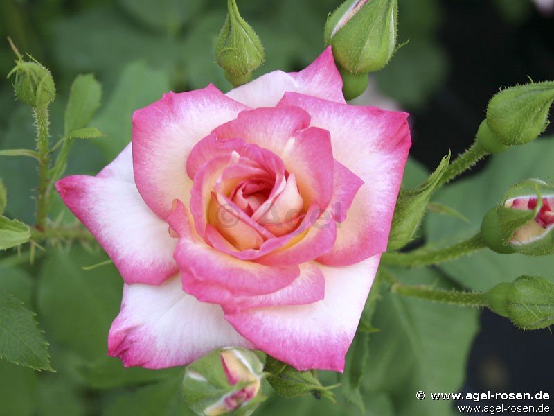 Rose ‘Arabella‘ (wurzelnackte Rose)