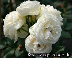 Artemis kaufen, clicken für mehr Details Artemis