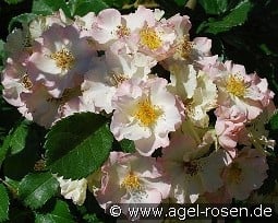 August Deusser kaufen, clicken für mehr Details August Deusser