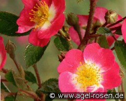 Bee Lovely kaufen, clicken für mehr Details Bee Lovely