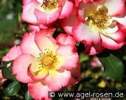 Betty Boop kaufen, clicken für mehr Details Betty Boop