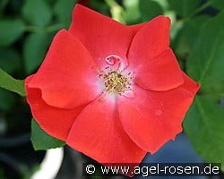 Bischofsstadt Paderborn kaufen, clicken für mehr Details Bischofsstadt Paderborn