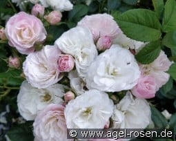 Bouquet Parfait kaufen, clicken für mehr Details Bouquet Parfait