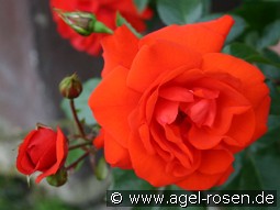 Brillant kaufen, clicken für mehr Details Brillant