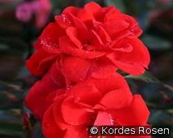 Brillant Korsar kaufen, clicken für mehr Details Brillant Korsar