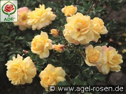 Candela kaufen, clicken für mehr Details Candela