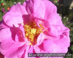 Cape Diamond kaufen, clicken für mehr Details Cape Diamond