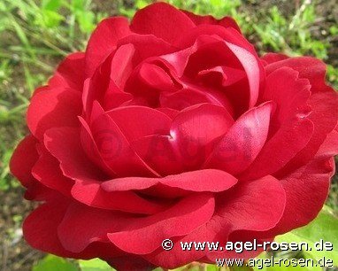 Rose ‘Capricia Renaissance‘ (2-Liter Biotopf)