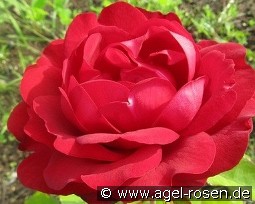 Capricia Renaissance kaufen, clicken für mehr Details Capricia Renaissance