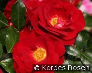 Caracho kaufen, clicken für mehr Details Caracho