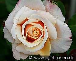 Caramella kaufen, clicken für mehr Details Caramella