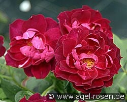 Cardinal Hume kaufen, clicken für mehr Details Cardinal Hume