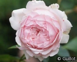 Carméline kaufen, clicken für mehr Details Carméline