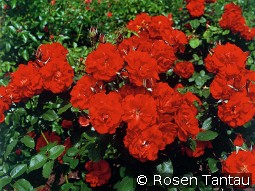 Castella kaufen, clicken für mehr Details Castella