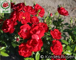 Cayenne kaufen, clicken für mehr Details Cayenne