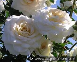 Centennaire de Lourdes Blanc - Clos Fleuri Blanc kaufen, clicken für mehr Details Centennaire de Lourdes Blanc - Clos Fleuri Blanc