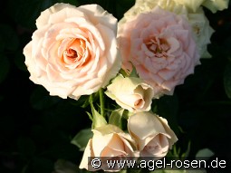 Champagnerperle kaufen, clicken für mehr Details Champagnerperle